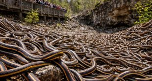 NtLTgT2nj6DRQYL 100102 news