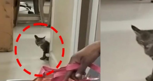 VqSdNrps3OitrFq 100117 news