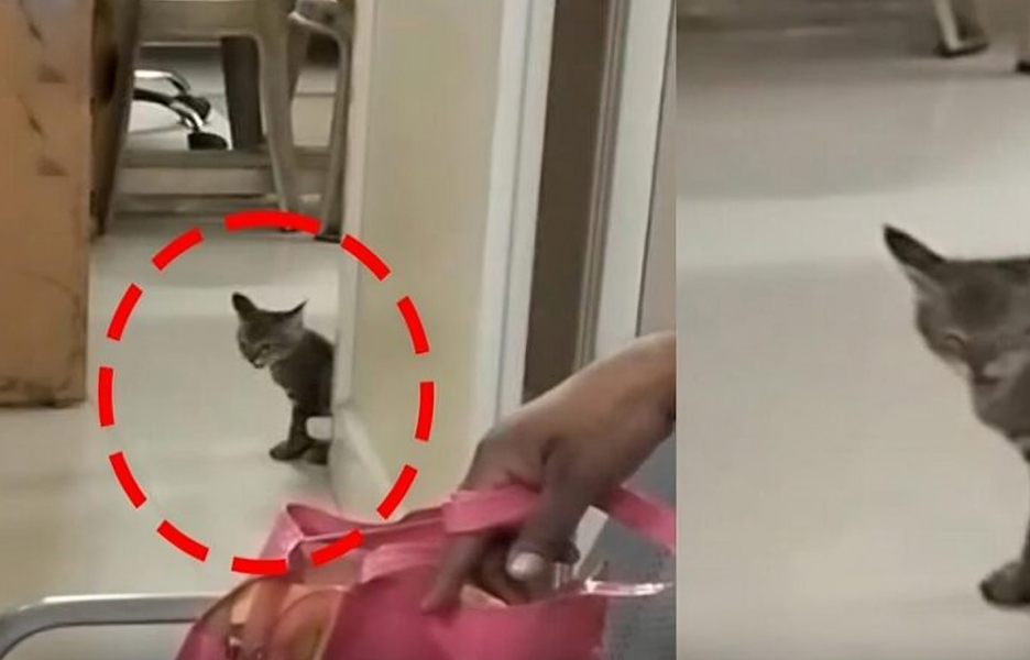 VqSdNrps3OitrFq 100117 news